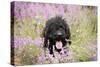 Black Labradoodle Sitting in Field-null-Stretched Canvas