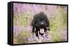 Black Labradoodle Sitting in Field-null-Framed Stretched Canvas