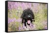 Black Labradoodle Sitting in Field-null-Framed Stretched Canvas