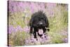 Black Labradoodle Sitting in Field-null-Stretched Canvas