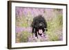 Black Labradoodle Sitting in Field-null-Framed Photographic Print