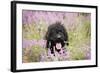 Black Labradoodle Sitting in Field-null-Framed Photographic Print