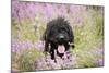 Black Labradoodle Sitting in Field-null-Mounted Photographic Print