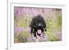 Black Labradoodle Sitting in Field-null-Framed Photographic Print