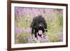 Black Labradoodle Sitting in Field-null-Framed Photographic Print