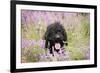 Black Labradoodle Sitting in Field-null-Framed Photographic Print