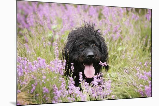 Black Labradoodle Sitting in Field-null-Mounted Photographic Print