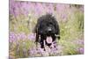 Black Labradoodle Sitting in Field-null-Mounted Photographic Print