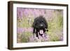 Black Labradoodle Sitting in Field-null-Framed Photographic Print