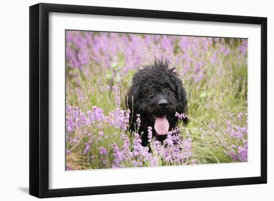 Black Labradoodle Sitting in Field-null-Framed Photographic Print