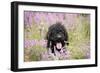 Black Labradoodle Sitting in Field-null-Framed Photographic Print