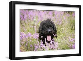 Black Labradoodle Sitting in Field-null-Framed Photographic Print