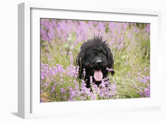 Black Labradoodle Sitting in Field-null-Framed Photographic Print