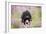 Black Labradoodle Sitting in Field-null-Framed Photographic Print