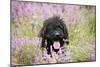 Black Labradoodle Sitting in Field-null-Mounted Photographic Print