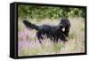 Black Labradoodle Standing in Field-null-Framed Stretched Canvas