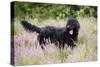 Black Labradoodle Standing in Field-null-Stretched Canvas