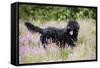 Black Labradoodle Standing in Field-null-Framed Stretched Canvas