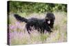 Black Labradoodle Standing in Field-null-Stretched Canvas