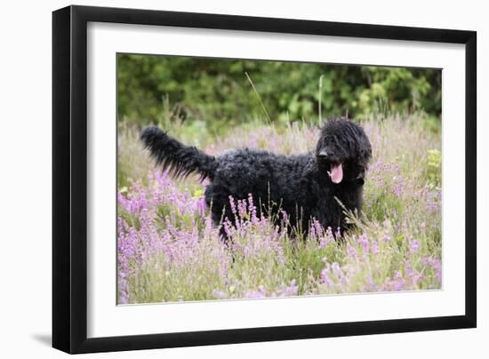 Black Labradoodle Standing in Field-null-Framed Premium Photographic Print