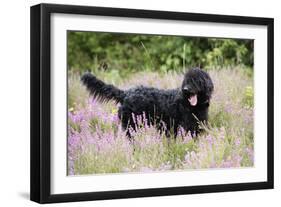 Black Labradoodle Standing in Field-null-Framed Premium Photographic Print