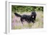 Black Labradoodle Standing in Field-null-Framed Premium Photographic Print