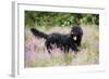 Black Labradoodle Standing in Field-null-Framed Photographic Print