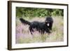 Black Labradoodle Standing in Field-null-Framed Photographic Print