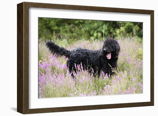 Black Labradoodle Standing in Field-null-Framed Photographic Print