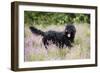 Black Labradoodle Standing in Field-null-Framed Photographic Print