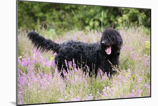 Black Labradoodle Standing in Field-null-Mounted Photographic Print