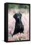 Black Labrador Dog in Heather-null-Framed Stretched Canvas