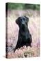 Black Labrador Dog in Heather-null-Stretched Canvas