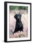 Black Labrador Dog in Heather-null-Framed Photographic Print