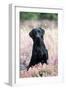 Black Labrador Dog in Heather-null-Framed Photographic Print