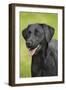 Black Labrador in Garden-null-Framed Photographic Print