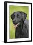 Black Labrador in Garden-null-Framed Photographic Print