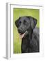 Black Labrador in Garden-null-Framed Photographic Print