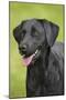 Black Labrador in Garden-null-Mounted Photographic Print