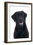 Black Labrador in Studio-null-Framed Photographic Print