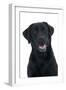 Black Labrador in Studio-null-Framed Photographic Print