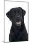 Black Labrador in Studio-null-Mounted Photographic Print