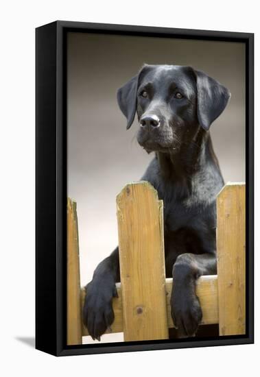 Black Labrador on Hind Legs Looking over Fence-null-Framed Stretched Canvas