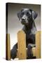 Black Labrador on Hind Legs Looking over Fence-null-Stretched Canvas