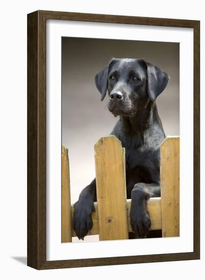 Black Labrador on Hind Legs Looking over Fence-null-Framed Photographic Print