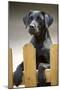 Black Labrador on Hind Legs Looking over Fence-null-Mounted Photographic Print