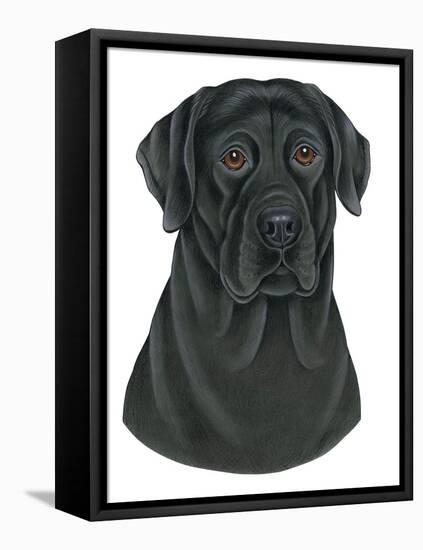 Black Labrador Portrait-Tomoyo Pitcher-Framed Stretched Canvas