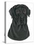 Black Labrador Portrait-Tomoyo Pitcher-Stretched Canvas