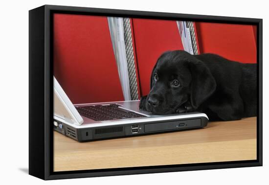 Black Labrador Puppy (8 Weeks Old) on a Laptop-null-Framed Stretched Canvas