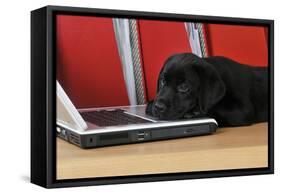 Black Labrador Puppy (8 Weeks Old) on a Laptop-null-Framed Stretched Canvas